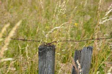Büyük bir çayırın önünde eski paslı dikenli teller ve ahşap direkler.