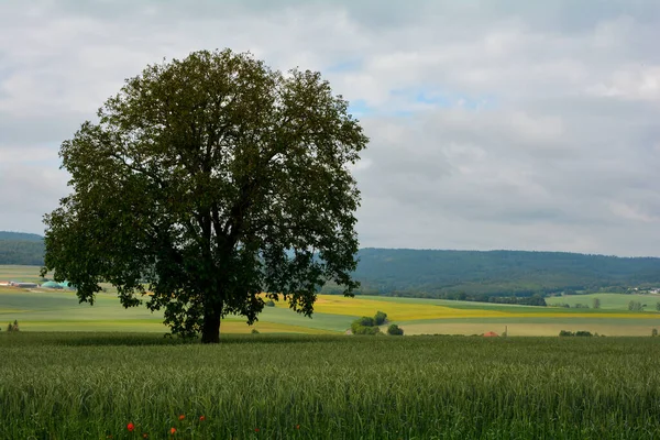 Paisaje Con Gran Árbol Campo Grano Alta Rhoen Baviera Alemania — Foto de Stock