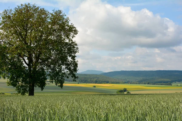 Paisaje Con Gran Árbol Campo Grano Alta Rhoen Baviera Alemania — Foto de Stock