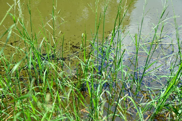 Una Gran Cantidad Renacuajos Ranas Agua Entre Hierbas Verdes Lago —  Fotos de Stock