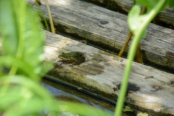 Verde Pequena Senta Uma Prancha Madeira Lagoa Sol Alemanha Baviera — Fotografia de Stock