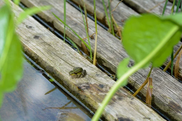 Verde Pequena Senta Uma Prancha Madeira Lagoa Sol Alemanha Baviera — Fotografia de Stock