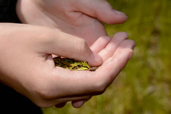 Criança Segura Uma Pequena Água Verde Suas Mãos — Fotografia de Stock