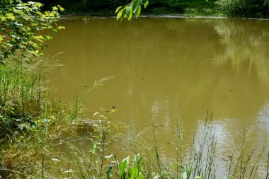 Önünde yeşil çimenler, ağaçlar ve kopyalama alanı olan küçük bir göl.