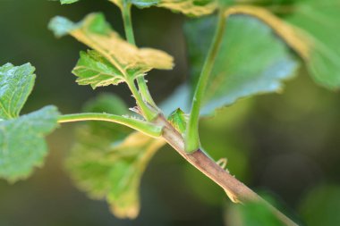Bir Yeşil Ağustos Böceği - Bufalo ağaç zıpzıpzıpı (Stictocephala bisonia) fotokopi alanı ile yeşil doğada