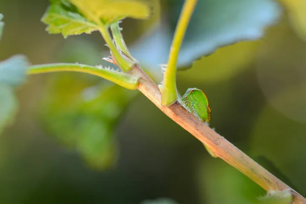 Cicada Verte Cicadelle Buffle Stictocephala Bisonia Dans Nature Verte Avec — Photo