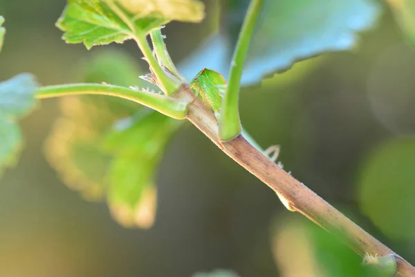 Green Cicada Buffalo Treehopper Stictocephala Bisonia Alam Hijau Dengan Ruang — Stok Foto