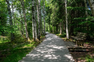 Rhoen, Bavyera, Almanya 'da ağaçlarla kaplı siyah bozkır, yeni bir çayırlık yol ve park bankıyla