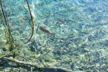 Küçük balıklar gölün berrak sularında yüzerler.