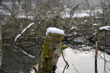 Karla kaplı gölün sularında bir ağaç gövdesi.