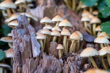 Yeşil ormandaki yaşlı bir ağaç kütüğünde bir grup mantar.