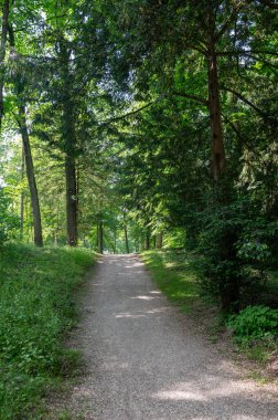 Doğal bir parktaki yeşil bir ormanın içindeki toprak yol.