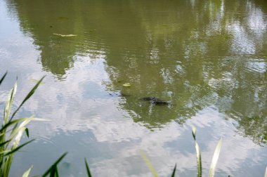 Balık ve otla dolu bir gölün suyu.
