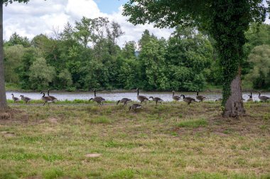 Birçok Kanada kazları (Branta canadensis) nehir kıyısı yakınlarındaki yeşil bir çayırda