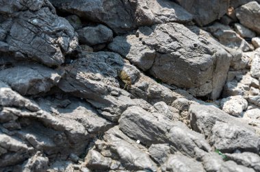 Kıyıdaki gri kayalar arasında iyi kamufle edilmiş bir yengeç.