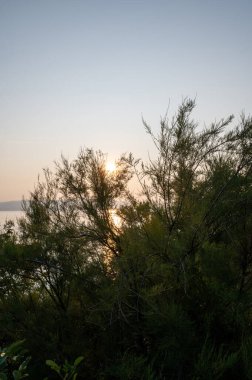Sahilde günbatımı olan ağaçlar