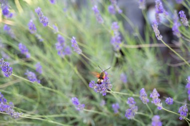 Bumblebee Hawk-güve (Hemaris fuciforis) - mor lavanta çiçeğinin üzerinde doğan güve ailesinden bir kelebek.
