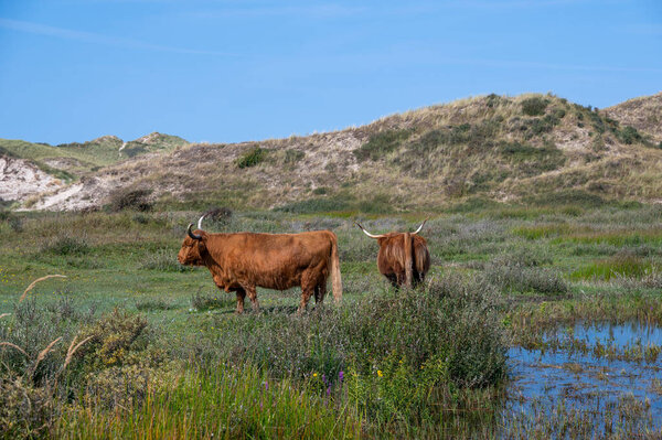 Scottish Highland cattle stand  on a small lake in the dune hinterland in a nature reserve near Egmond aan Zee in the Netherlands