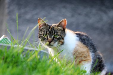 Bir felis silvestris catus ona düşman üzerinde seyir ve doğru zamanı bekliyor. Yeşil gözleri, uyanıklık, uyanıklığı