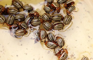 Bir çok Colorado patates böceği plastik kabın içinde boğuldu. Çok korkunç bir baş belası