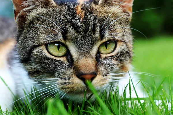Bütün Yavru Kedi Kelle Çim Ortasında Yalan Kameraya Bakarak Yeşil — Stok fotoğraf