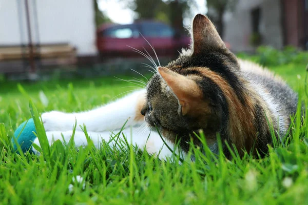 Felis Silvestris Catus 잔디에 오후에 공을가지고 — 스톡 사진