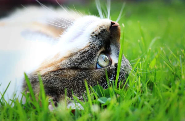 Cat Head Side Middle Grass She Relaxing Some Game Hard — Stock Photo, Image
