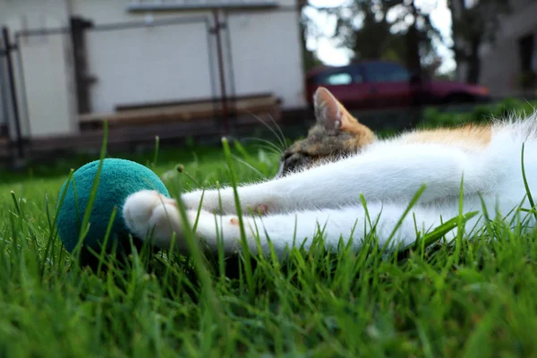 Ein Langweiliges Kätzchen Das Mit Einem Ball Liegender Position Spielt — Stockfoto