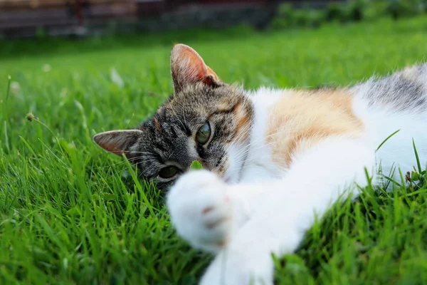 Felis Silvestris Catus Лежит Траве Моет Ноги Лапы Расслабься После — стоковое фото