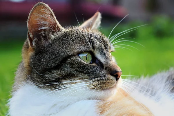 Una Vista Gatto Domestico Guardando Lontano Sdraiato Erba Rilassarsi Dopo — Foto Stock