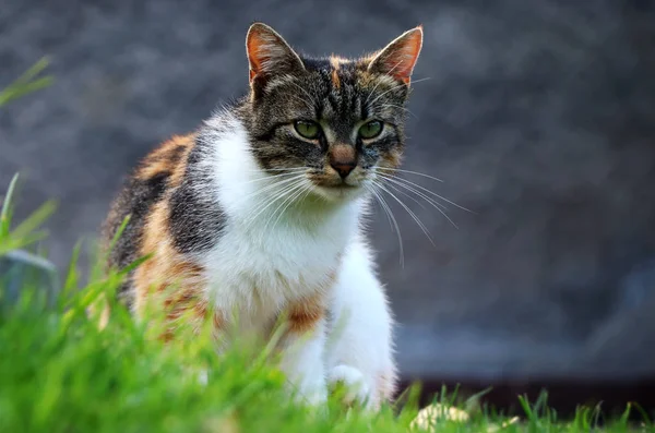 Gatto Domestico Seduto Nell Erba Che Guarda Qualche Motivo Vuole — Foto Stock