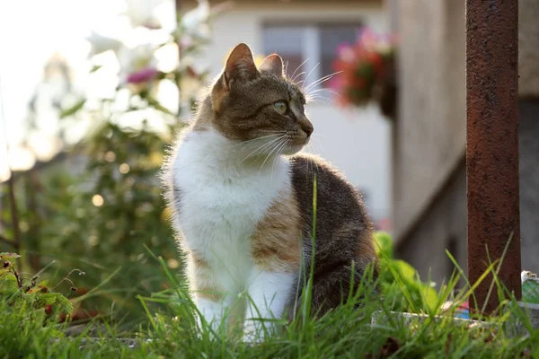 Eine Hauskatze Felis Silvestris Catus Schaut Weg Etwas Ist Wichtiger — Stockfoto