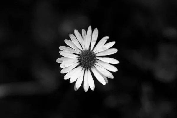 Eine Schwarz Weiße Blüte Von Bellis Perennis Auch Als Gänseblümchen — Stockfoto