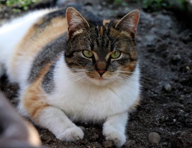 Benim en iyi arkadaşım kedi kil sera içinde yalan Liza adlı. Güzel renkli kedi çok renkler, esas olarak turuncu ve siyah oynamak. Çünkü patron o bakmak çok serttir. Kameraya bak