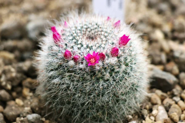 İskoçya'da çakıl serada bir Mammillaria hahniana