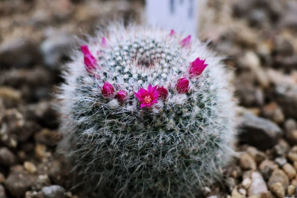 Güzel bir çalı olarak Mammillaria hahniana birçok yaprakları ile ünlü çakıl sera içinde yer alan