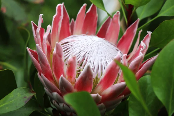 Uma Bela Flor Vermelha Branca Protea Estufa Escócia — Fotografia de Stock