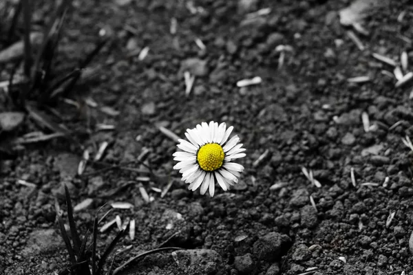 Uma Flor Bonita Que Colorida Mas Outra Imagem Preto Branco — Fotografia de Stock