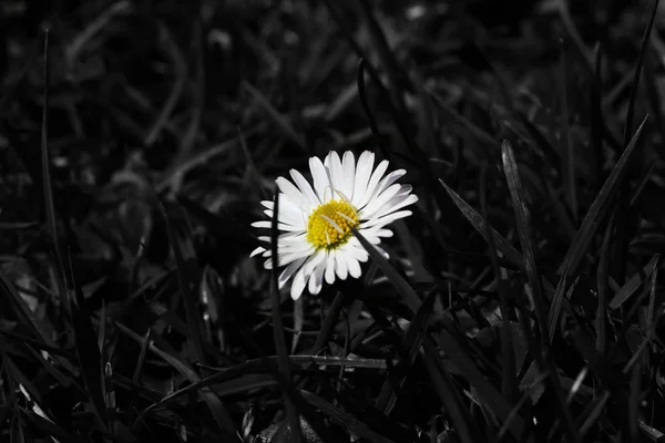 Krásný Barevný Květ Sedmikrásky Okolí Pokryta Černou Barvu Daisy Základní — Stock fotografie