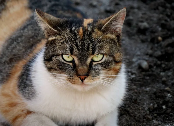 Een Prachtig Uitzicht Binnenlandse Kat Met Strikte Gezicht Kijken Naar — Stockfoto