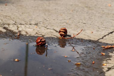 Küçük su birikintisi yanında iki küçük koni. Orta yolda küçük dekorasyon. Güneşli gün