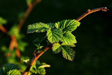 Bizim bahçede ahududu Bush küçük yaprakları üzerinde görüntüleyin. Siyah arka plan. Altın saat. Rubus idaeus. Bulanıklık arka planı