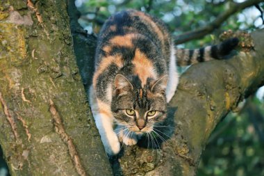 A kedi kim ağaçtan atlama. O yüzden playfull yavru kedi. O benim gözleri önünde büyümek