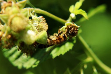 Bir Avrupa bal arısı, apis mellifera, diğer bloom için bir çiçek uzanan daha iyi polen kazanmak. Arka planda yeşil yaprakları