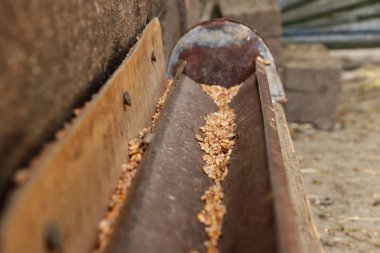 Tavuklar için tahıl için yalak. Ev yapımı. Tavuklar için yemek için. Açık. Sefalet içinde tahıl.