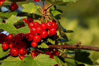 Şube yeşil yaprakları ile asılı kırmızı kuş üzümü, Ribes rubrum, küçük bir çilek.