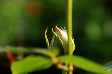Güzel beyaz bir genç bloom yükseldi. Güneş ışığı açılış için ihtiyacı var. Yaprakları görüntülemek