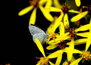 A small butterfly named Holly blue on yellow flower in Slovakia mountains clipart