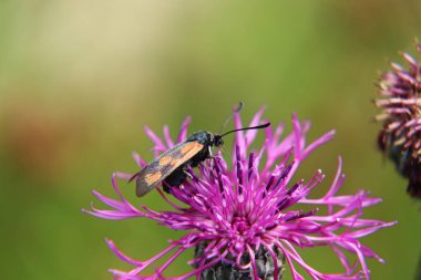 Kırmızı yonca Slovakya otlak yeşil arka plana sahip içinde oturan bir altı-spot burnet