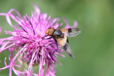 Kırmızı yonca Slovakya meralar üzerinde tozlaşmayı bir Volucella pellucens